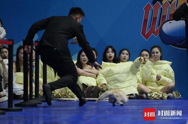 云开体育官网入口-CBA赛场“意外”:两只猫咪闯入捣乱,保安上演爆笑追逐战
