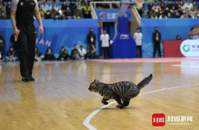 云开体育官网入口-CBA赛场“意外”:两只猫咪闯入捣乱,保安上演爆笑追逐战